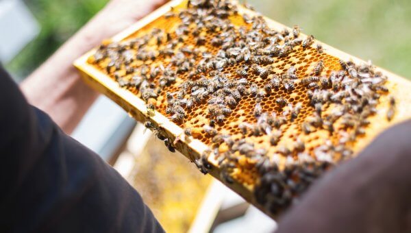 Does Backyard Beekeeping Help Bees? Here’s What You Should Know