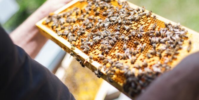 Does Backyard Beekeeping Help Bees? Here’s What You Should Know