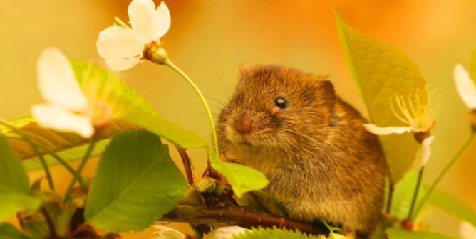 little bank vole sitting with a flower