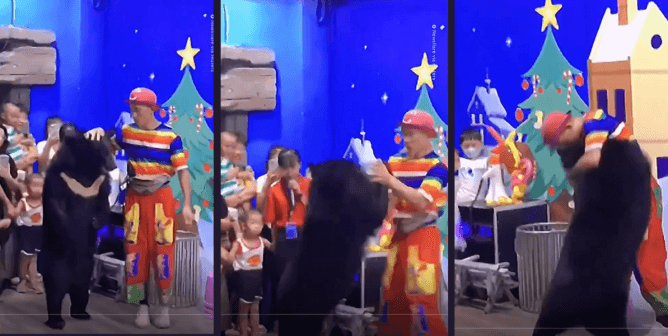 Forced to Perform, Bear Attacks Worker in Room Full of Children in China
