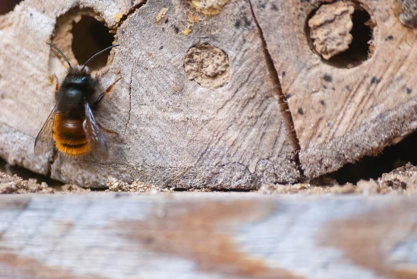 bee going into bee house