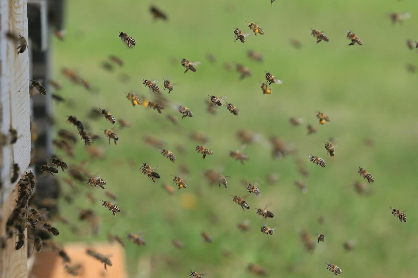 bees in flight
