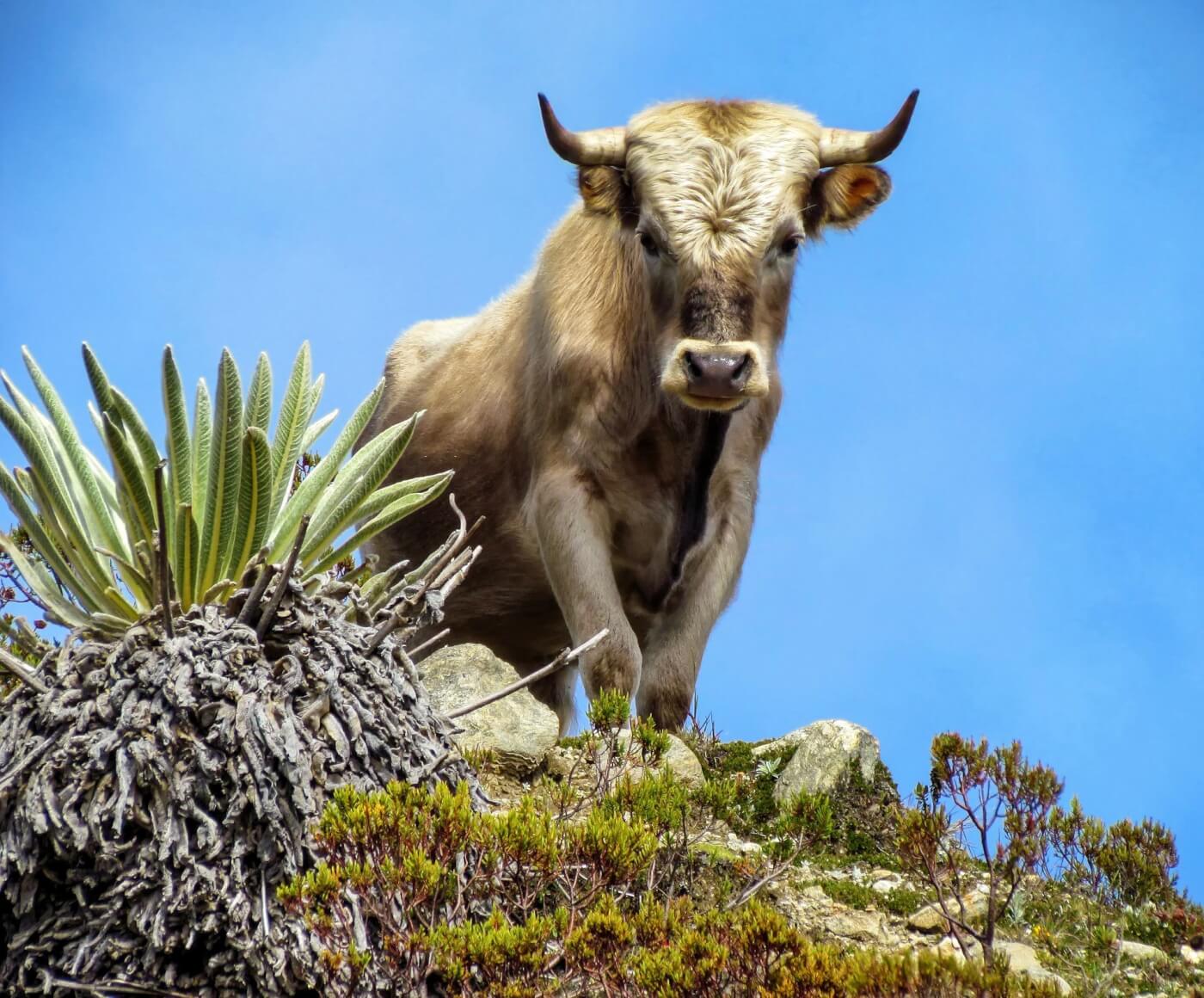 White bull on a hill with desert plants