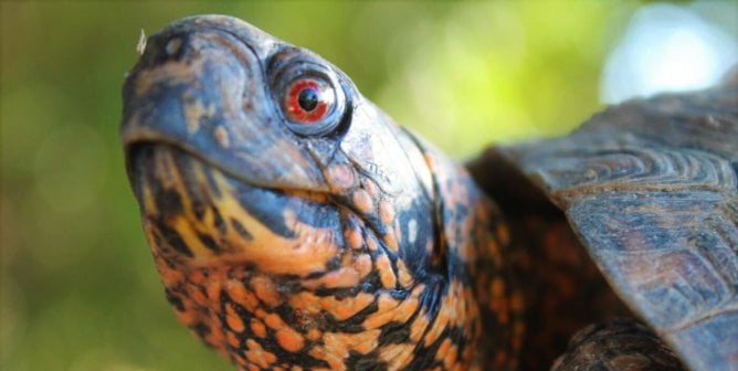 Eastern box turtle looks at camera from the side