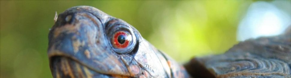 Eastern box turtle looks at camera from the side