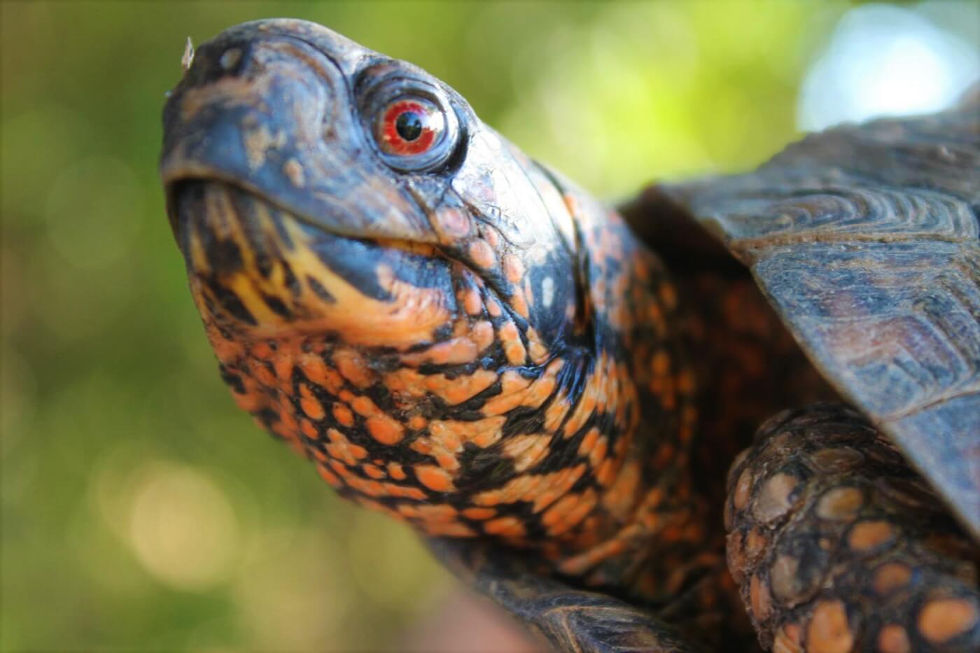 Eastern box turtle looks at camera from the side