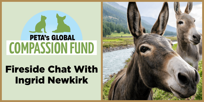 Journey Around the World With Ingrid Newkirk to Meet the Animals You’ve Helped Save