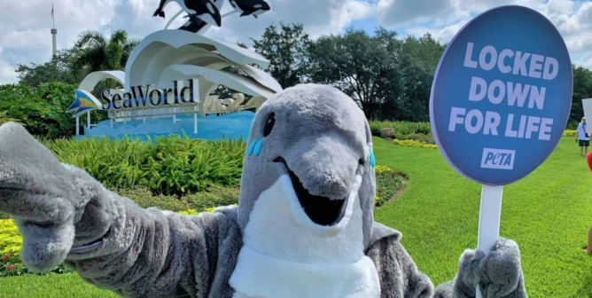 Video: Dolphin Left Bleeding After Reported Attack at SeaWorld Orlando