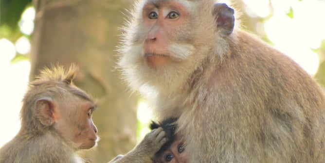 Baby macaque puts hand on another baby being held by adult