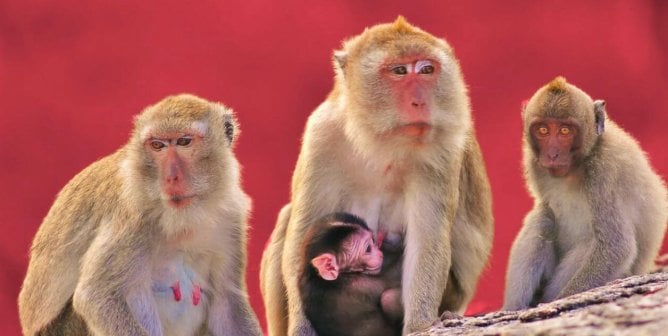 Group of long-tailed macaques on rock side red background