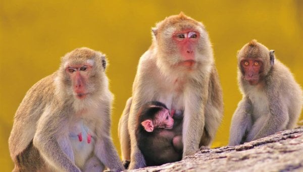 Monkey Importer Faces Criminal Charge for Monkey Thrown in Dumpster