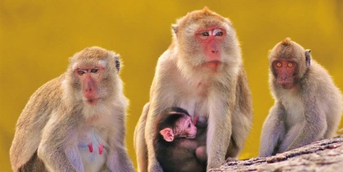 Group of long-tailed macaques on rock side yellow