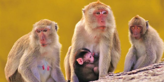 Victory! EGYPTAIR Drops Contract to Transport Monkeys to Laboratories