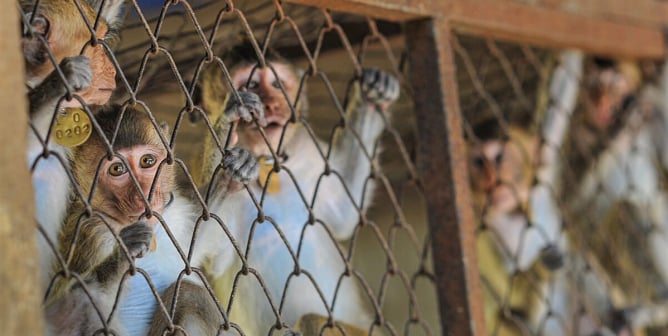macaques look at camera from cages in breeding facility