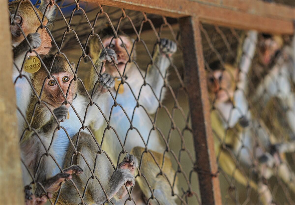 macaques look at camera from cages in breeding facility