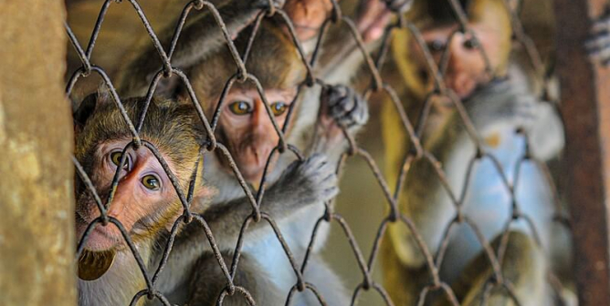 PETA Exposé: The CDC Risks Epidemic by Letting Diseased Monkeys Into the U.S.
