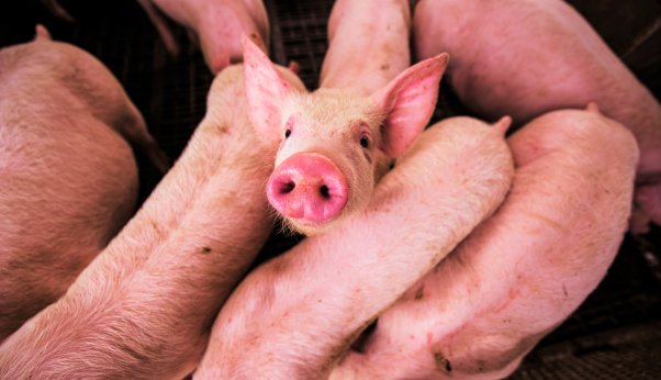 The University of Tennessee College of Medicine maims live pigs.