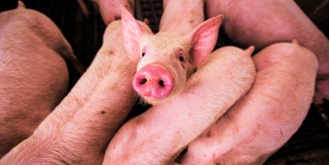 Pigs Mutilated in University of Tennessee Medical Training