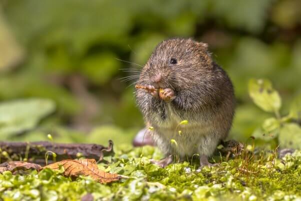 Prairie vole eating berry