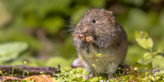 Prairie vole eating berry