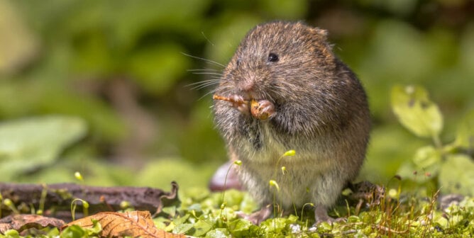 Prairie vole eating berry