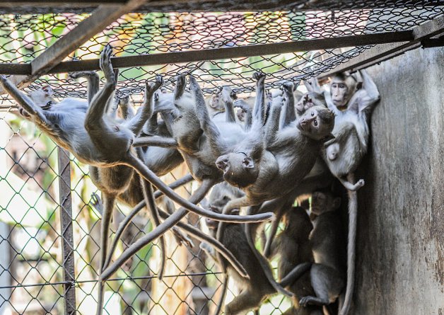 Tell Feds That Trafficked Monkeys Must Be Sent to Sanctuary Homes
