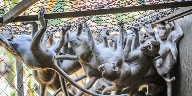 macaques at breeding facility