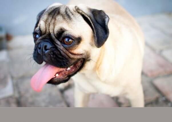 Pug with tongue out