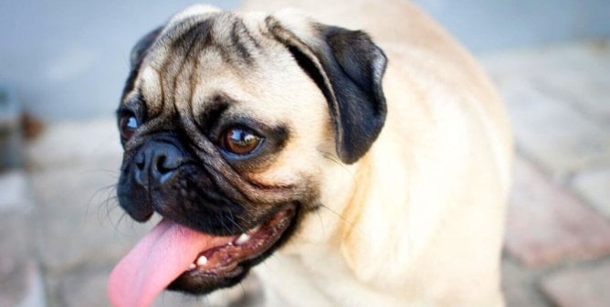 Pug with tongue out
