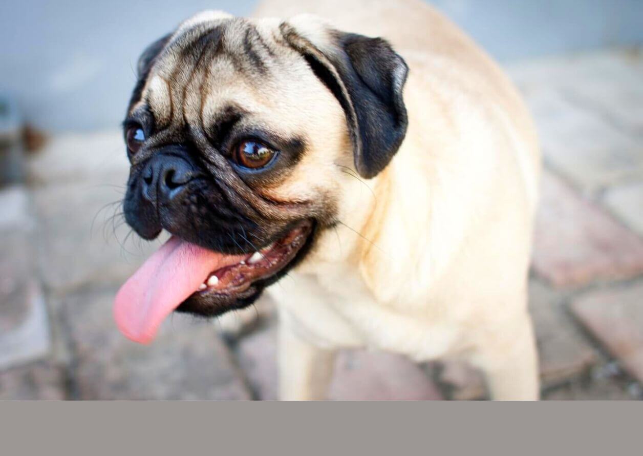 do all pugs have down syndrome