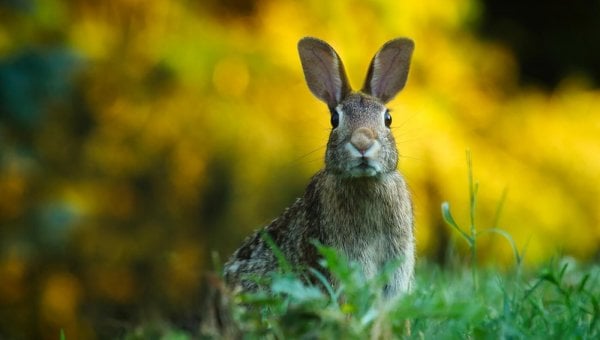 a rabbit in green grass