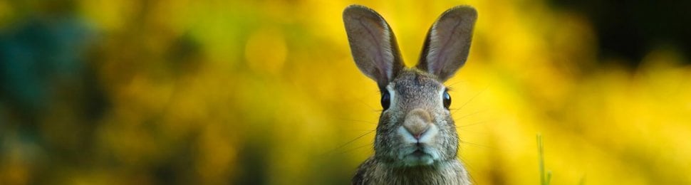 a rabbit in green grass