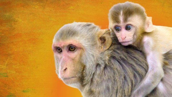 PETA to NIH: Killing Monkeys in HIV/AIDS Experiments Must Stop