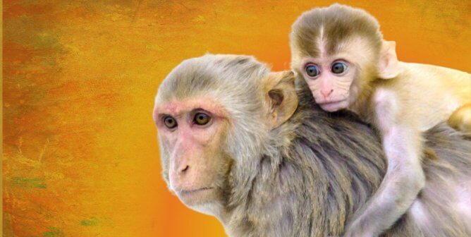 child and parent monkey with orange background