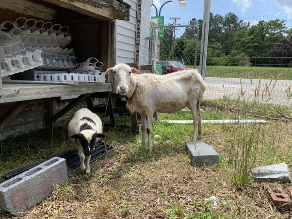 Camellia and Marigold in the junk-filled pen before their rescue