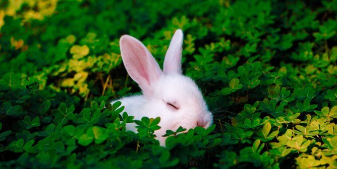 The Year of the Rabbit Is Here—Leap for Joy Over PETA’s Progress for Rabbits in Labs
