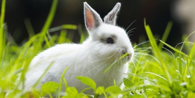 PETA Files Complaint After Top-Tier School’s Incompetence Causes Suffering, Death