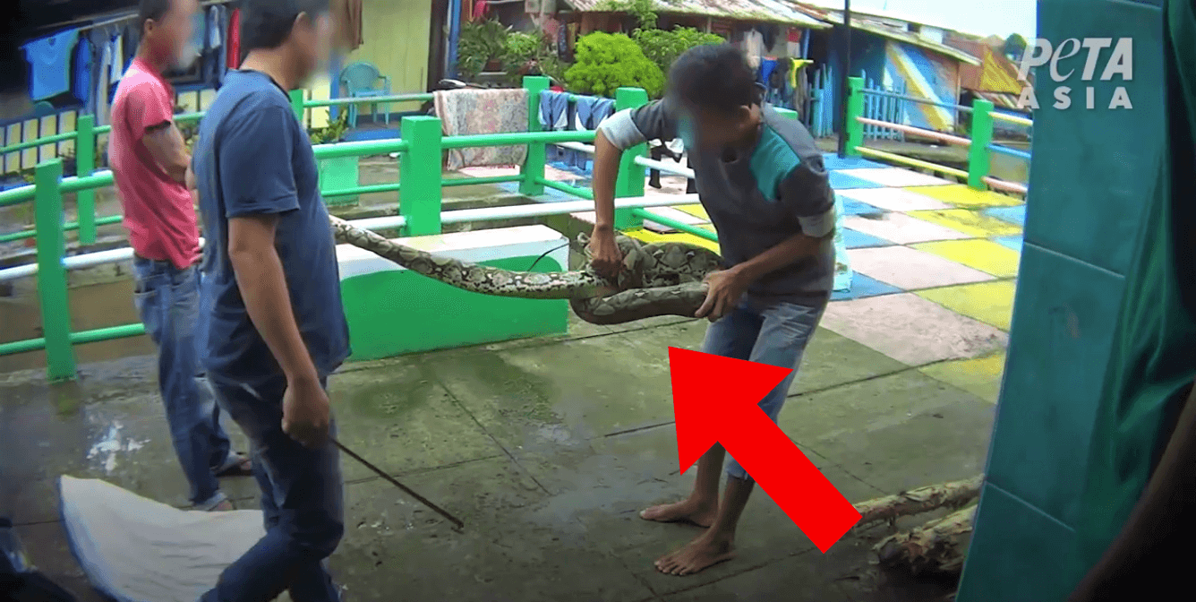 snake PETA Asia video UK Take a Peek at Gucci’s Snakeskin Production Process