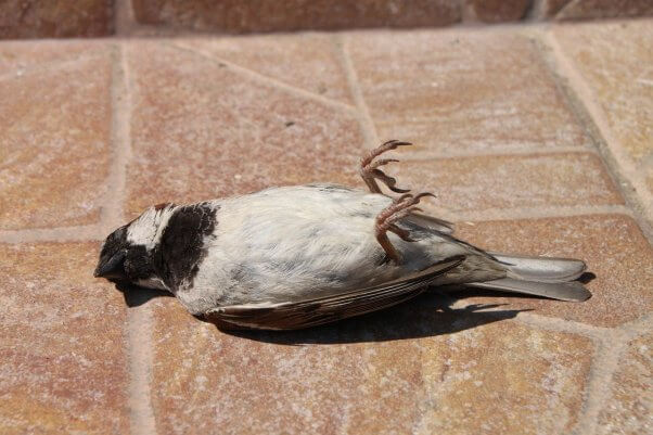 a dead sparrow, found after colliding with a window