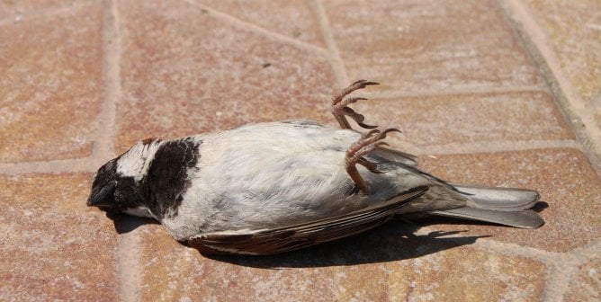 a dead sparrow, found after colliding with a window