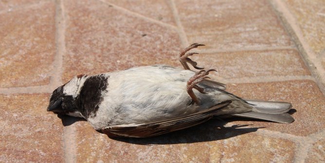 How to Keep Birds From Colliding With Windows: Simple Tricks to Save Lives