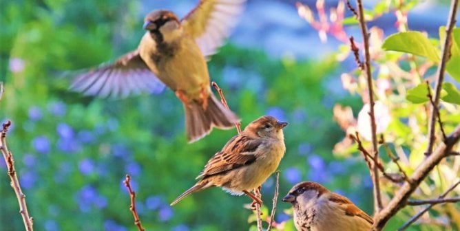 Three sparrows in blooming tree