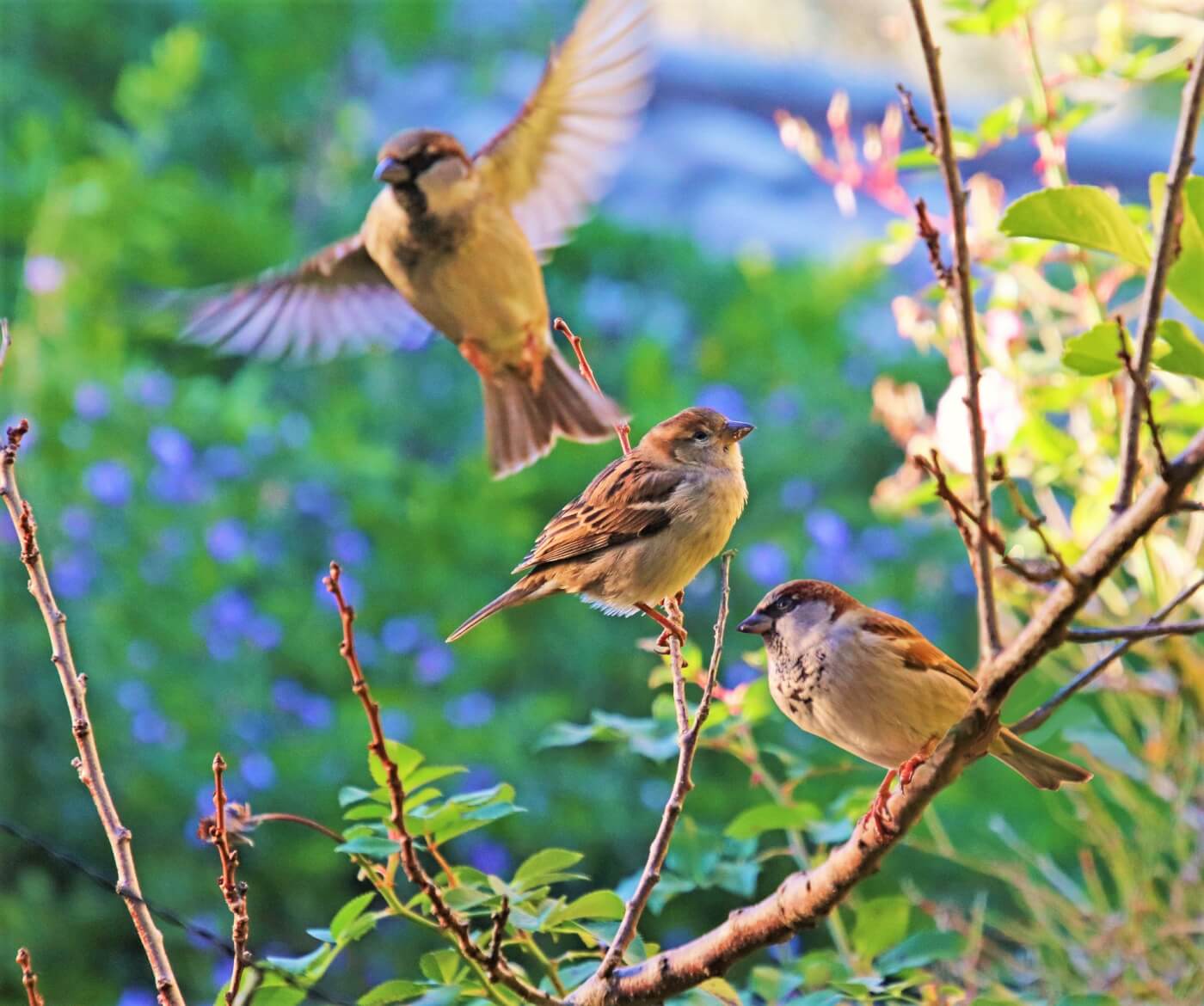 Free Birds: The Wonderful Life of Sparrows Outside Laboratories | PETA