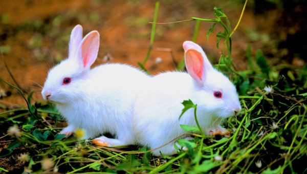 two white rabbits on a bed of green weeds