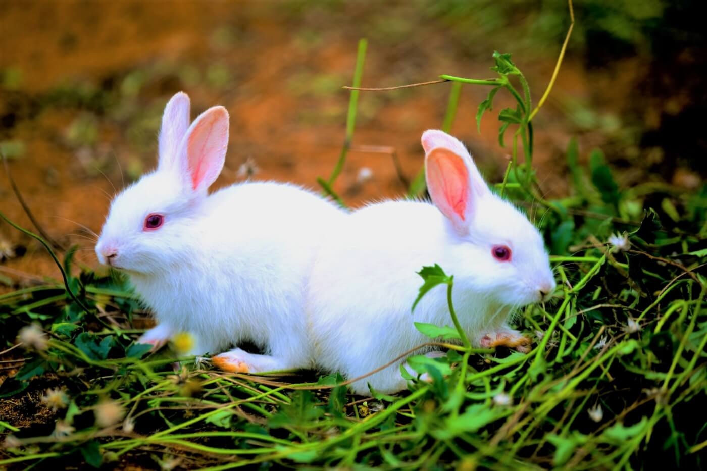two white rabbits on weeds Reproducibility and Relevance: Vital Components of Chemical Testing