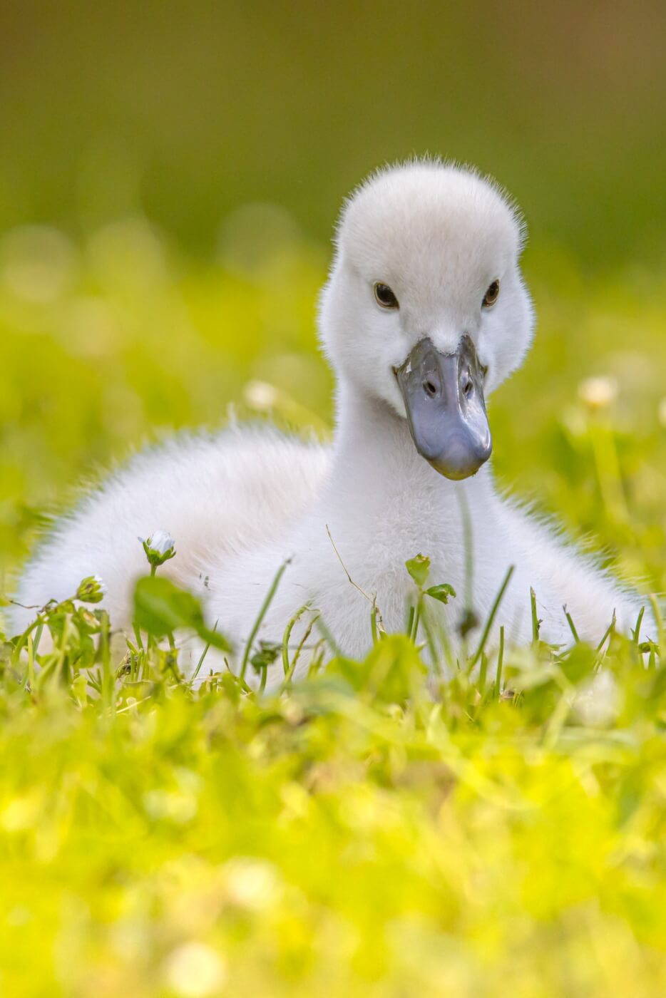 Swan baby in the grass