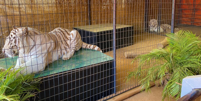 Let’s End Wild-Animal Exhibits at Festivals and Fairs
