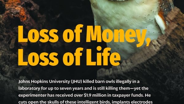 JHU: Loss of Money, Loss of Life