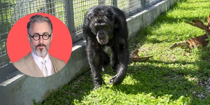 alan cumming narrates new peta video on rescued chimpanzee Tonka