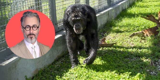 VIDEO: Alan Cumming Gives Update on Tonka, Chimpanzee Rescued by PETA